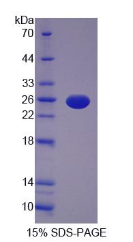 Recombinant Interleukin 12A (IL12A)