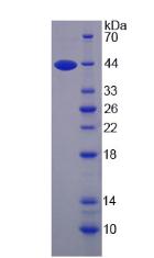 Recombinant Interleukin 13 (IL13)