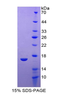 Recombinant Interleukin 13 (IL13)