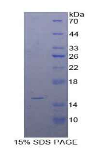 Recombinant Interleukin 15 (IL15)