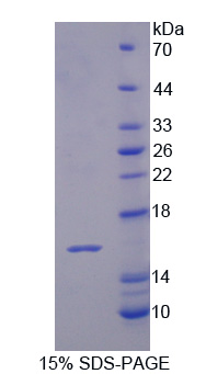 Recombinant Interleukin 16 (IL16)