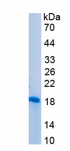 Recombinant Interleukin 16 (IL16)