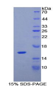 Recombinant Interleukin 16 (IL16)