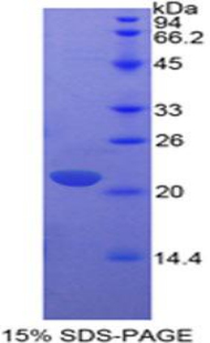 Recombinant Interleukin 17 (IL17)