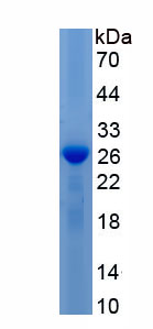 RPA063Ov01.jpg