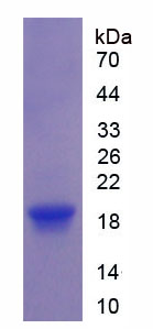 Recombinant Interleukin 17 (IL17)