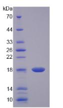 Recombinant Interleukin 17 (IL17)