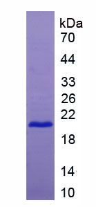 Recombinant Interleukin 18 (IL18)