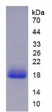 Recombinant Interleukin 18 (IL18)