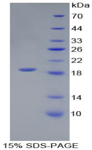 Recombinant Interleukin 18 (IL18)