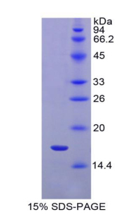 Recombinant Interleukin 1 Receptor Type I (IL1R1)