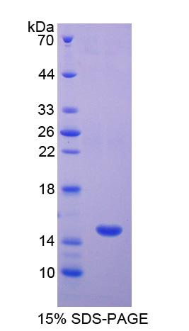 Recombinant Glial Fibrillary Acidic Protein (GFAP)