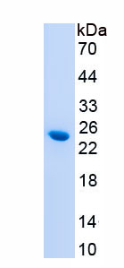 Recombinant Interleukin 1 Alpha (IL1a)