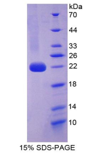 Recombinant Interleukin 1 Alpha (IL1a)