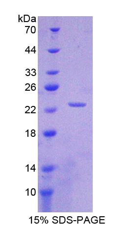 Recombinant Interleukin 1 Alpha (IL1a)