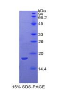 Recombinant Interleukin 1 Alpha (IL1a)