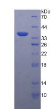 Recombinant Defensin Beta 2 (DEFb2)