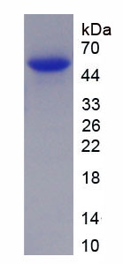 Recombinant Immunoglobulin G1 (IgG1)