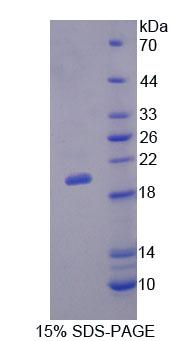 Recombinant Interleukin 3 (IL3)