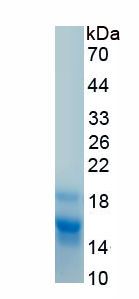 Recombinant Interleukin 4 (IL4)