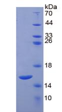 Recombinant Interleukin 4 (IL4)