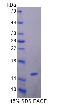 Recombinant Interleukin 5 (IL5)