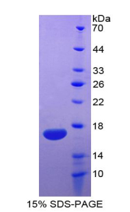 RPA078Hu01.jpg