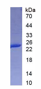 Recombinant Interleukin 6 (IL6)