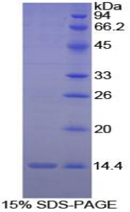 Recombinant Interleukin 8 (IL8)