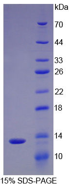 Recombinant Interleukin 8 (IL8)