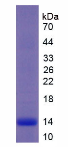 Recombinant Interleukin 8 (IL8)