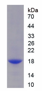 Recombinant Interleukin 9 (IL9)