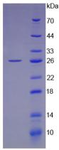 Recombinant Leukemia Inhibitory Factor (LIF)