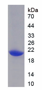 Recombinant Leukemia Inhibitory Factor (LIF)