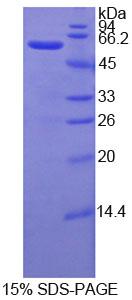 Recombinant Selectin, Leukocyte (SELL)