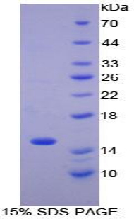 Recombinant Monocyte Chemotactic Protein 1 (MCP1)