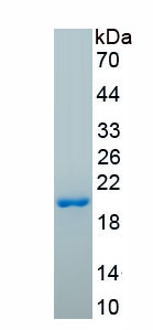 Recombinant Monocyte Chemotactic Protein 1 (MCP1)