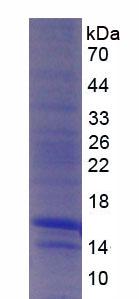 Recombinant Monocyte Chemotactic Protein 1 (MCP1)