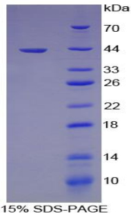 Recombinant Macrophage Derived Chemokine (MDC)