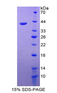 Recombinant Macrophage Inflammatory Protein 3 Alpha (MIP3a)