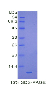 Recombinant Macrophage Inflammatory Protein 3 Alpha (MIP3a)