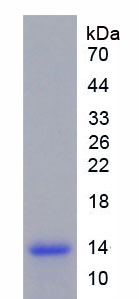 RPA096Hu01.jpg