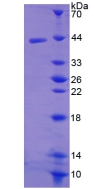 Recombinant Macrophage Inflammatory Protein 3 Beta (MIP3b)