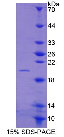 Recombinant Matrix Metalloproteinase 13 (MMP13)