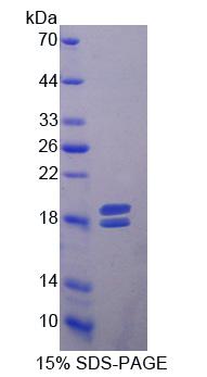 Recombinant Matrix Metalloproteinase 13 (MMP13)