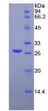 Recombinant Matrix Metalloproteinase 2 (MMP2)