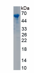 Recombinant Matrix Metalloproteinase 2 (MMP2)