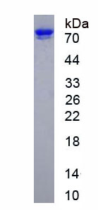 Recombinant Matrix Metalloproteinase 2 (MMP2)