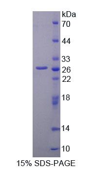 Recombinant Matrix Metalloproteinase 2 (MMP2)
