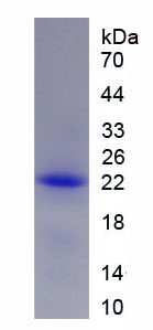 Recombinant Matrix Metalloproteinase 3 (MMP3)